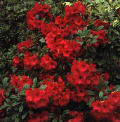 azalea