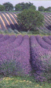 lavanda